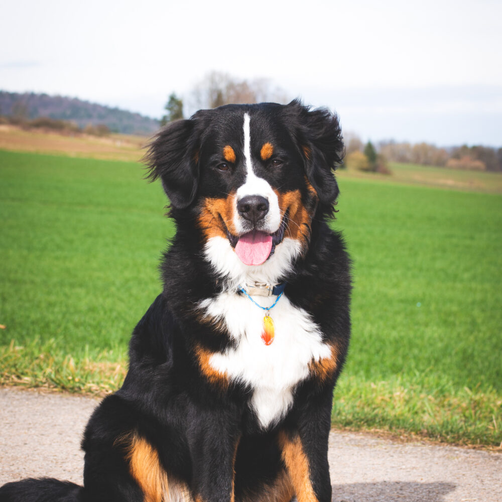 DSC_0822 (1) DSC_0822 (1)