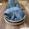 Schale katze