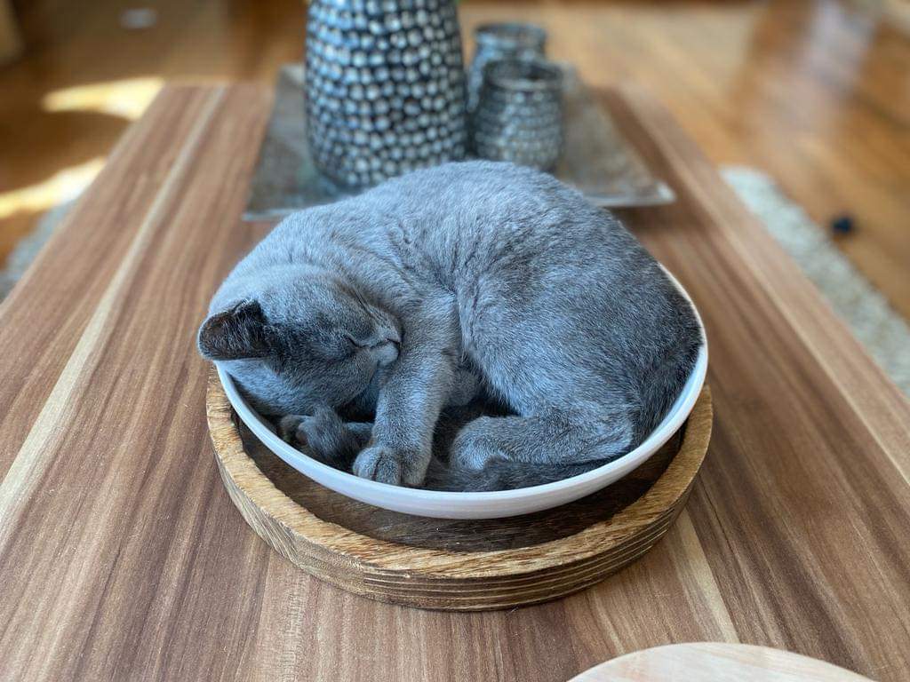 Schale katze Schale katze