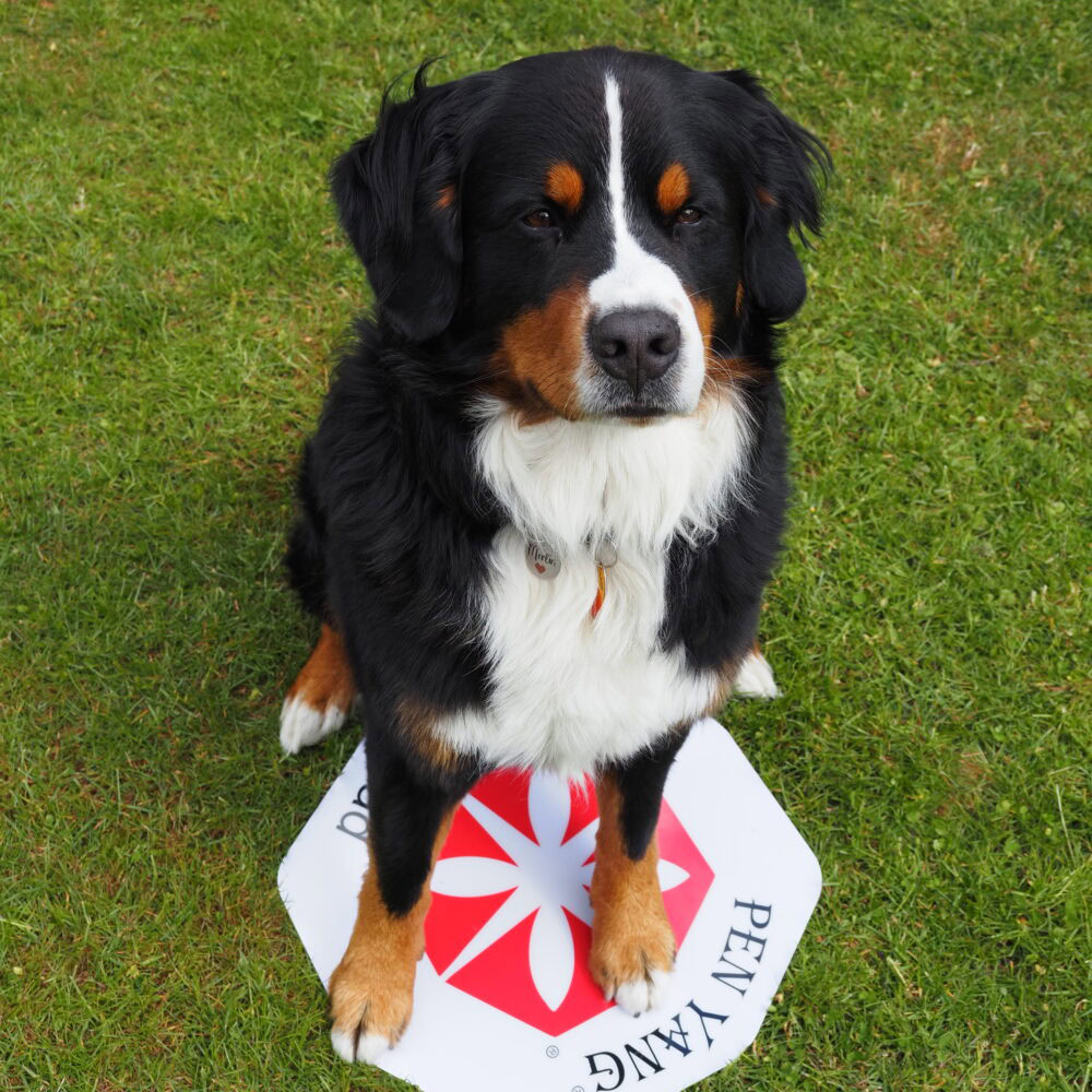 Vitalpad Merlin Vitalpad Merlin